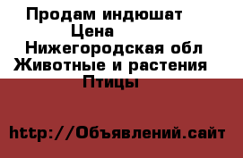 Продам индюшат . › Цена ­ 450 - Нижегородская обл. Животные и растения » Птицы   